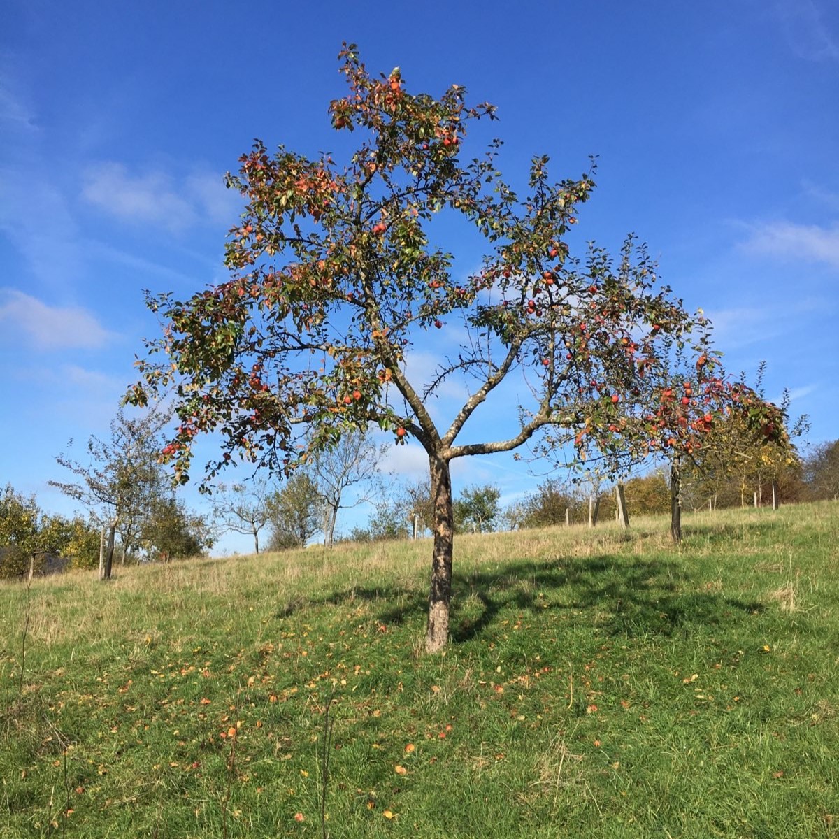 Apfelernte auf der Streuobstwiese