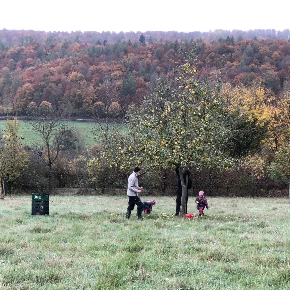 Apfelernte auf der Streuobstwiese